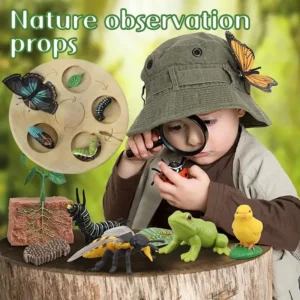 Simulazione Educativa Montessori Giocattolo Ciclo di Vita Piante e Animali Set Didattico per Bambini